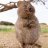 hideonbush