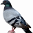 astafan